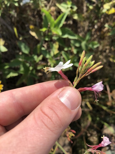 Biennial Gaura detail