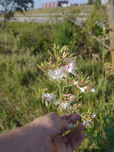 Biennial Gaura detail