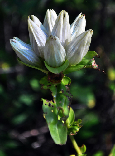 Cream Gentian detail