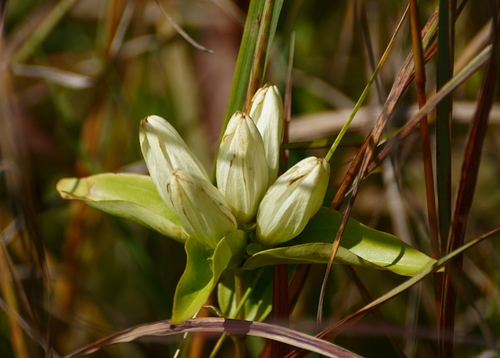 Cream Gentian detail