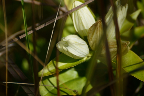 Cream Gentian detail