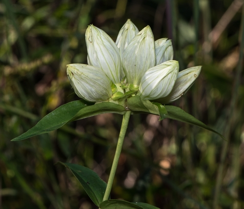 Cream Gentian detail