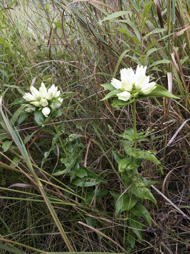 Cream Gentian detail