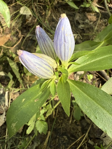 Bottle Gentian detail