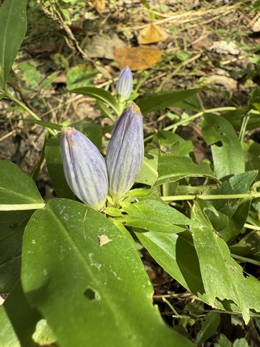 Bottle Gentian detail