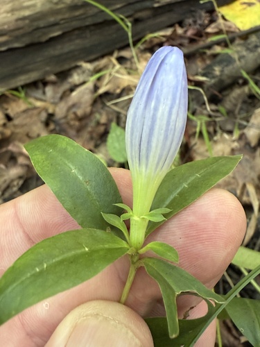 Bottle Gentian detail