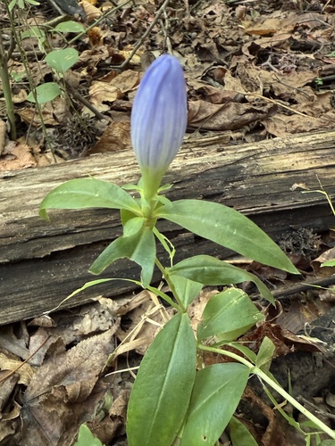 Bottle Gentian detail