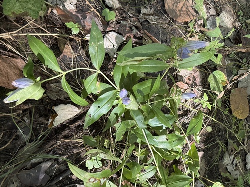 Bottle Gentian detail