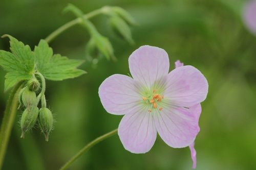 Wild Geranium detail