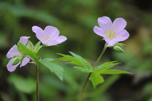 Wild Geranium detail