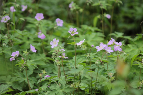 Wild Geranium detail