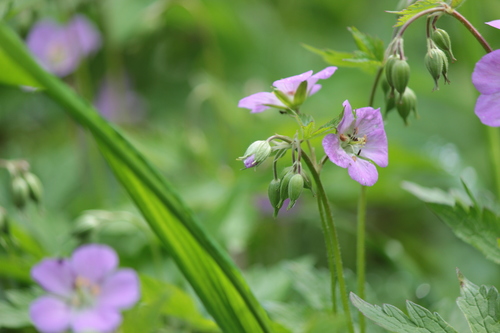 Wild Geranium detail