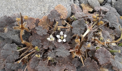 Wild Geranium detail