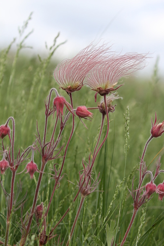 Prairie Smoke detail