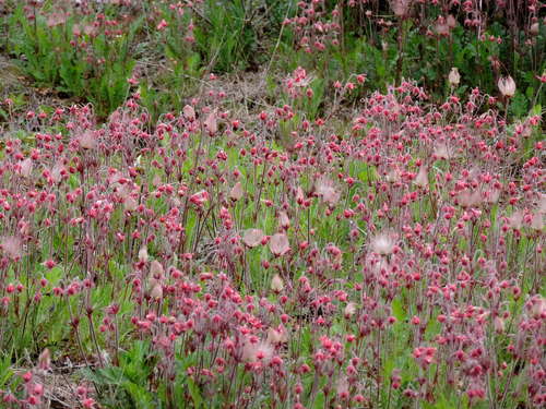 Prairie Smoke detail