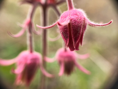 Prairie Smoke detail