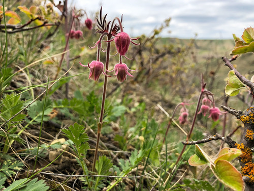 Prairie Smoke detail