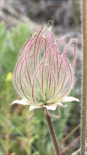 Prairie Smoke detail