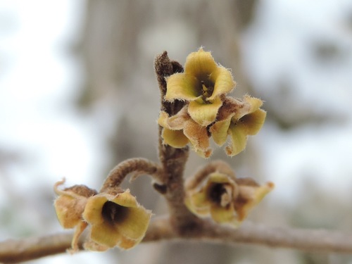 Witch Hazel detail