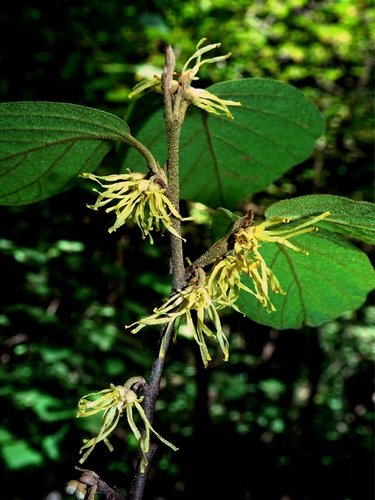 Witch Hazel detail