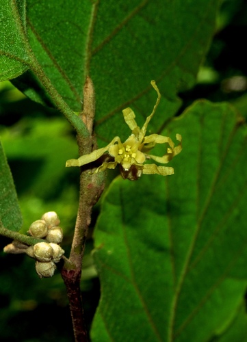 Witch Hazel detail