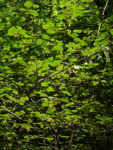 Witch Hazel detail