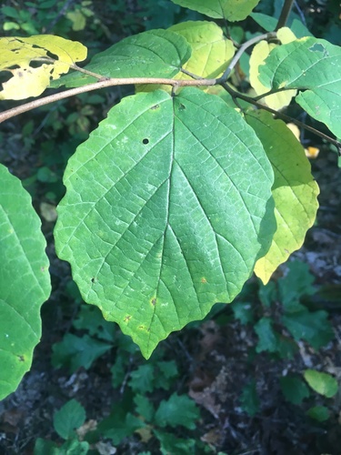 Witch Hazel detail