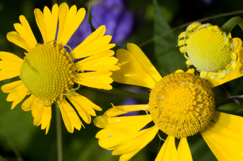 Sneezeweed detail