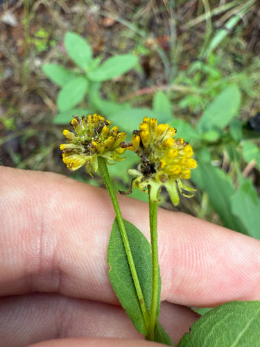 Sneezeweed detail