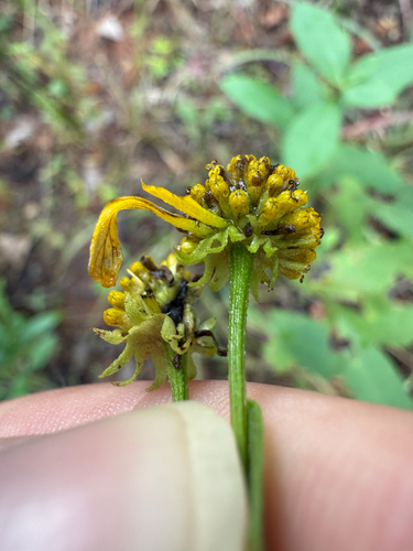 Sneezeweed detail