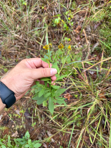Sneezeweed detail