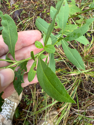Sneezeweed detail