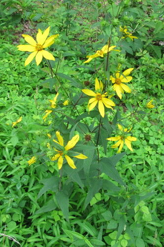 Woodland Sunflower detail