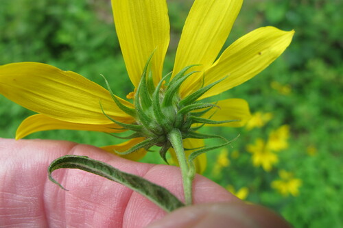 Woodland Sunflower detail