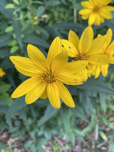 Woodland Sunflower detail