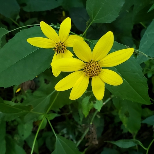 Woodland Sunflower detail