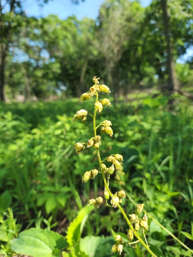 Prairie Alumroot detail