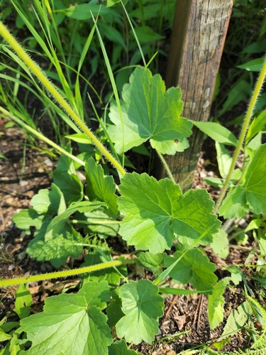 Prairie Alumroot detail