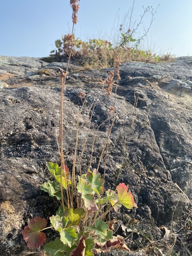 Prairie Alumroot detail