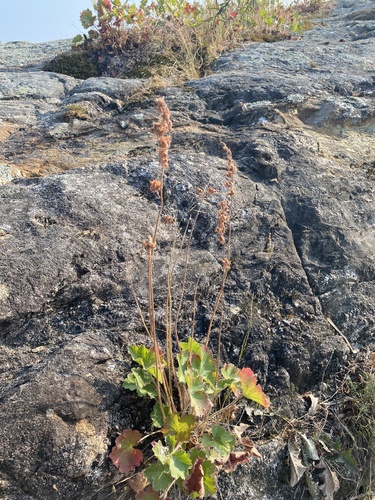 Prairie Alumroot detail