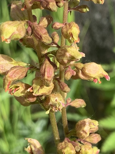 Prairie Alumroot detail