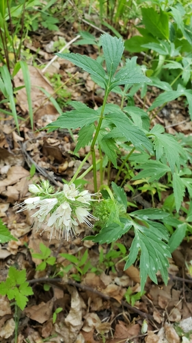 Virginia Waterleaf detail