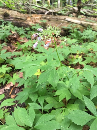 Virginia Waterleaf detail