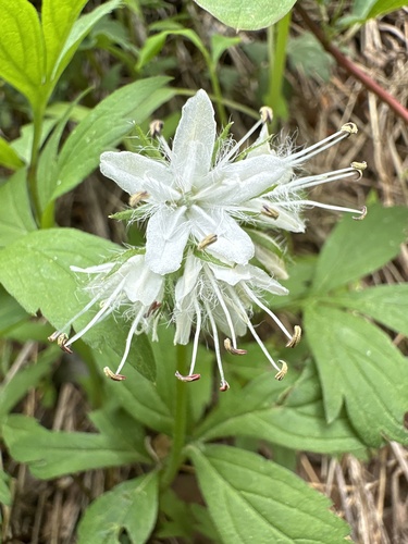 Virginia Waterleaf detail