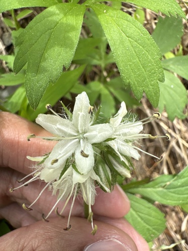 Virginia Waterleaf detail