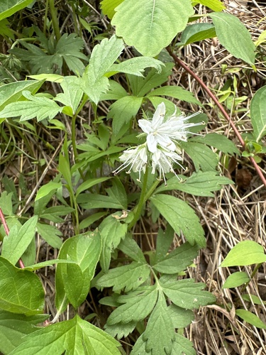 Virginia Waterleaf detail