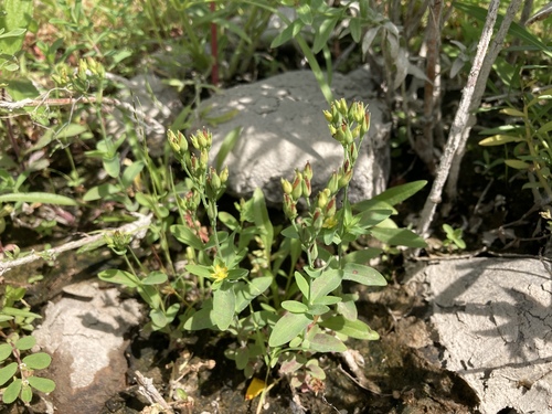Great Canada St. John's Wort detail
