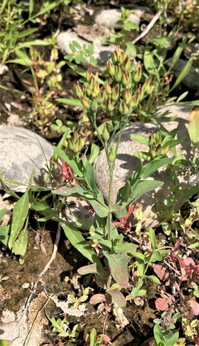 Great Canada St. John's Wort detail