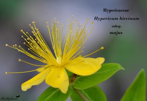 Great Canada St. John's Wort detail
