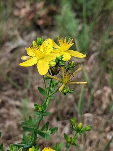 Spotted St. John's Wort detail